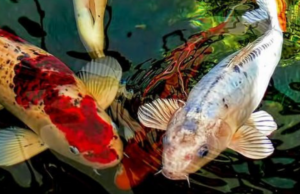 As carpas koi (Cyprinus carpio) são peixes ornamentais muito populares em lagos ornamentais em todo o mundo. 